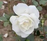 White Rose Plant – Beautiful White Flowering Rose Plant for Home & Garden