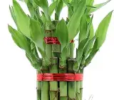 Lucky Bamboo Stick Plant