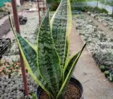 Snake Plant (Sansevieria)