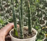 Snake Plant (Sansevieria)