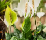 Peace Lily Plant (Spathiphyllum)