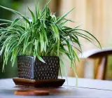 Spider Plant Live Plant (Chlorophytum)