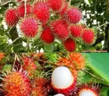 Rambutan Fruit Plant