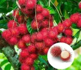 Rambutan Fruit Plant