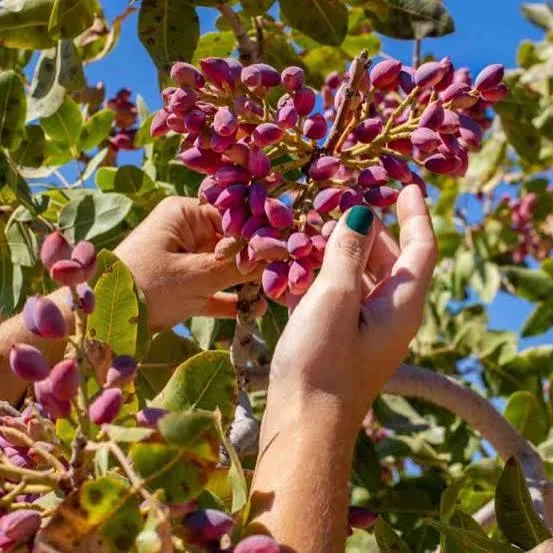 Dwarf Red Pistachio Hybrid Grafted Fruit Plant – Premium Pista Nut Live Plant