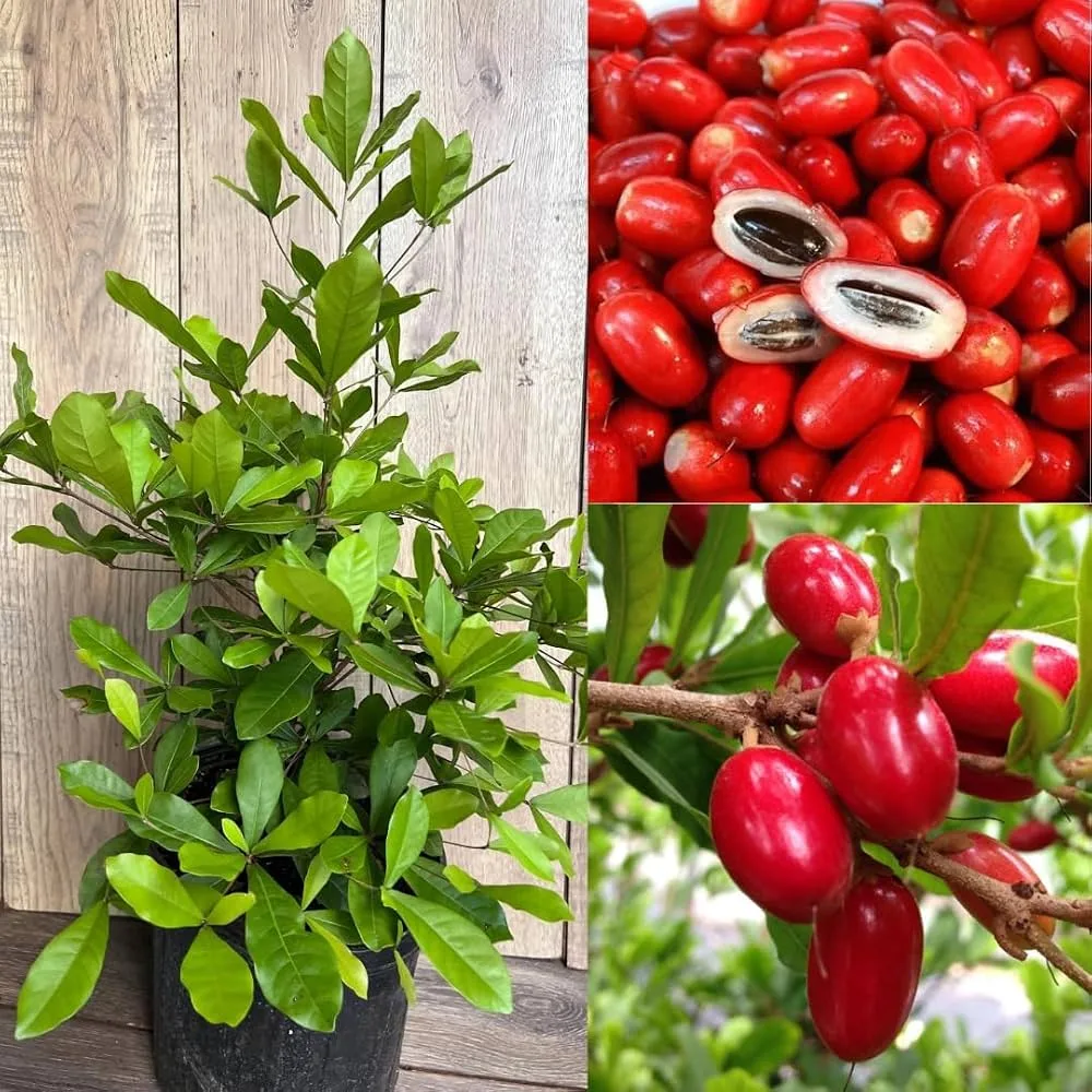 Miracle Fruit Live Plant – Synsepalum Dulcificum Premium Exotic Berry Plant