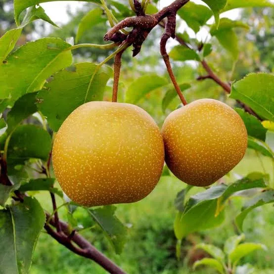 Asian Golden Nashpati Pear Grafted Fruit Plant – Premium Sweet Pear Live Plant