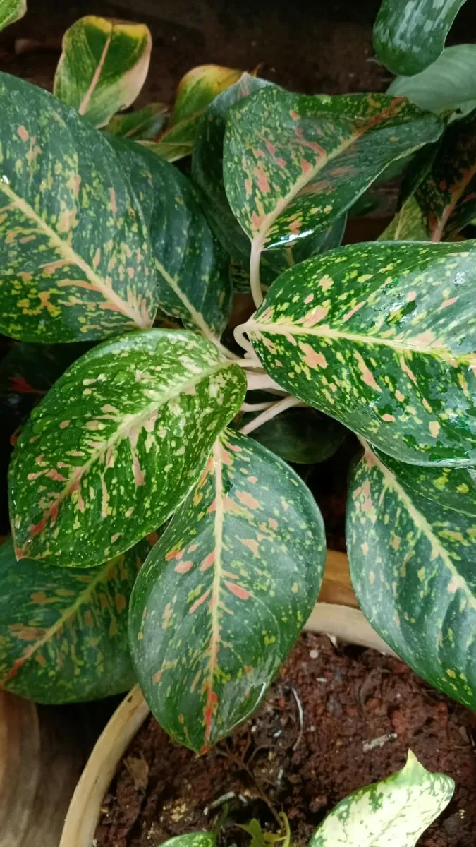 Aglaonema Pink Dalmatian Live Plant – Pink Speckled Indoor Ornamental Plant