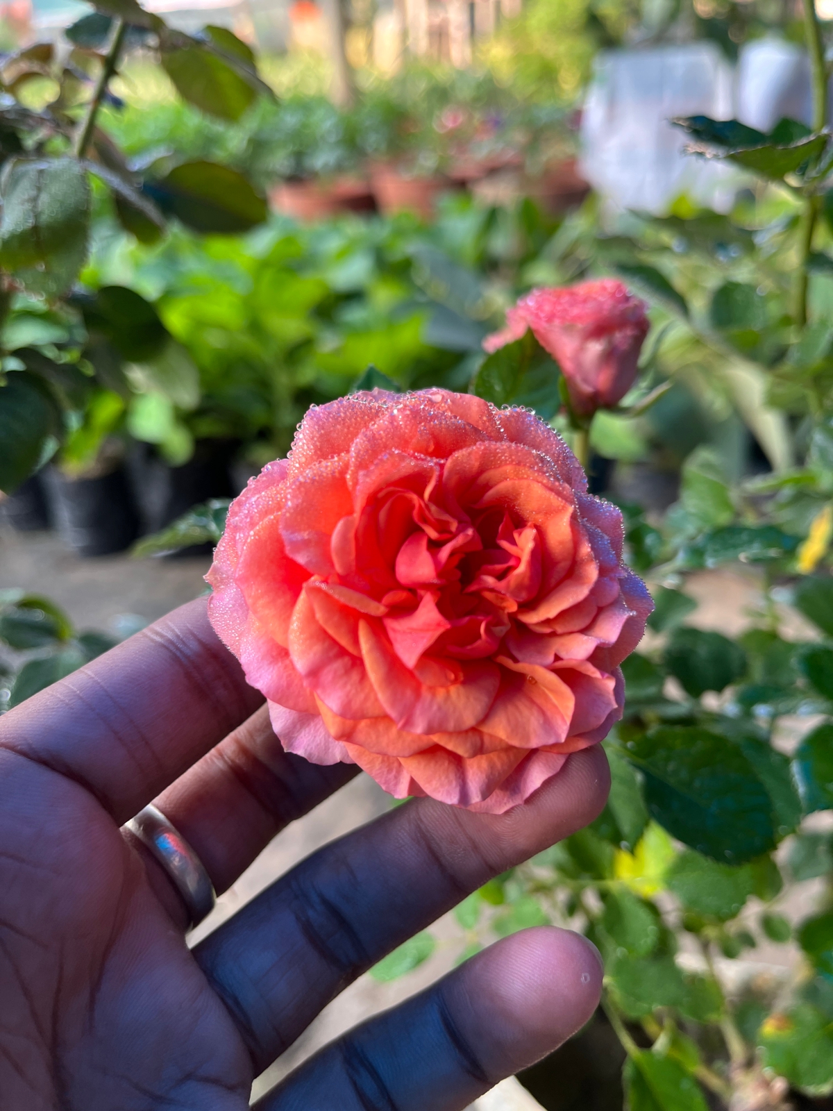 Rose Flower Plant — photo 2