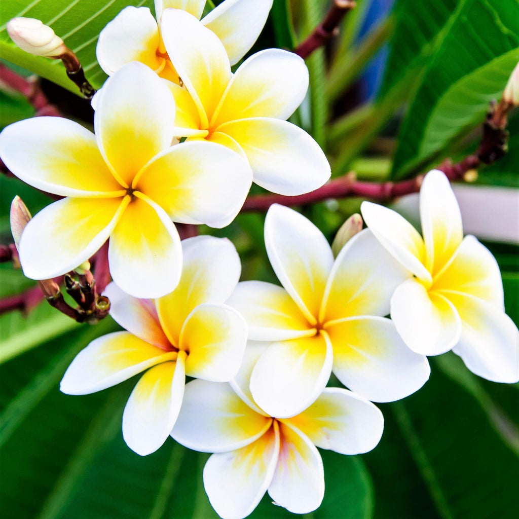 Buy Vibrant Yellow & White Plumeria Plants Online.