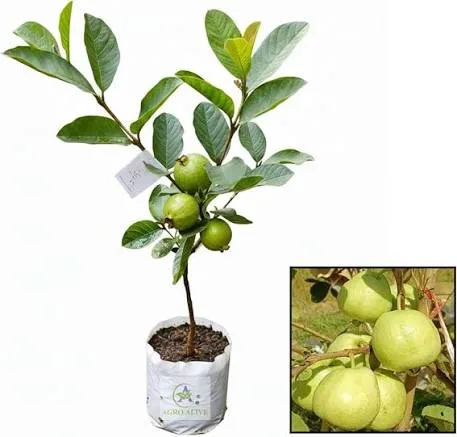 Golden 8 Guava Grafted Hybrid Fruit Plant – Premium Sweet Guava Live Plant — photo 2