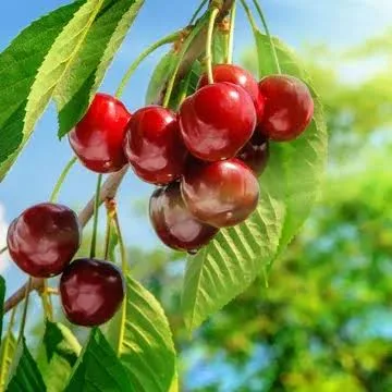 Kashmiri Sweet Red Cherry Grafted Fruit Plant – Premium Live Plant