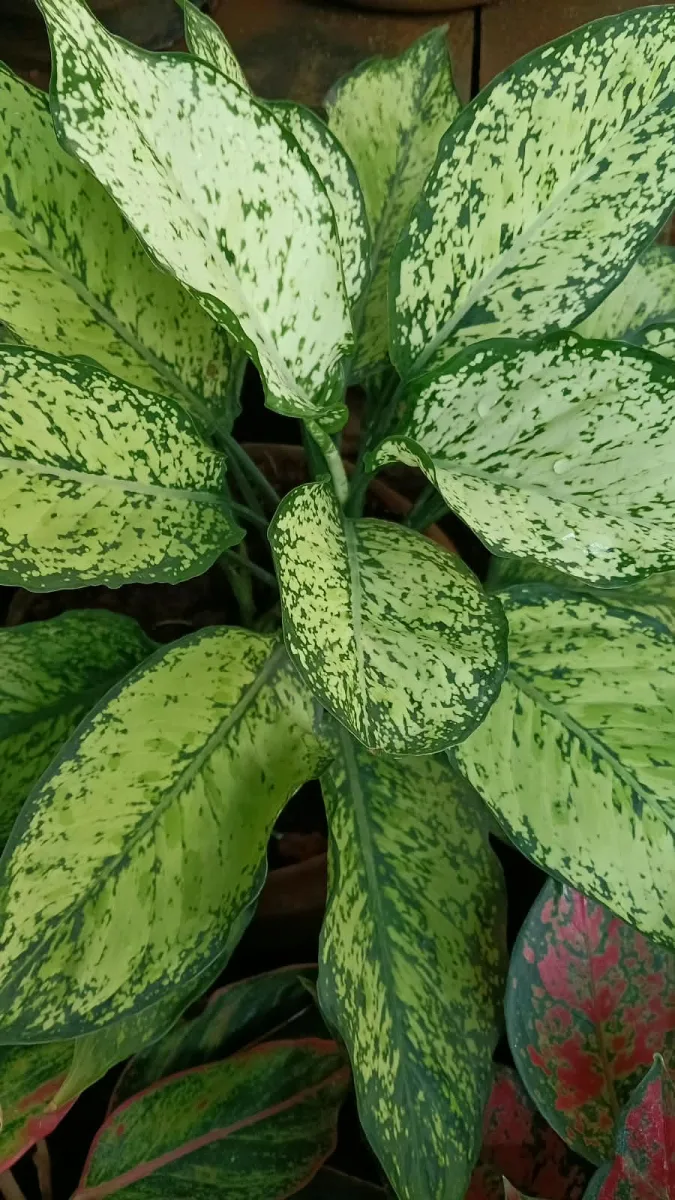 Aglaonema White Dalmatian Live Plant