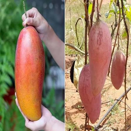 Red Ivory Mango (Grafting) fruit plant
