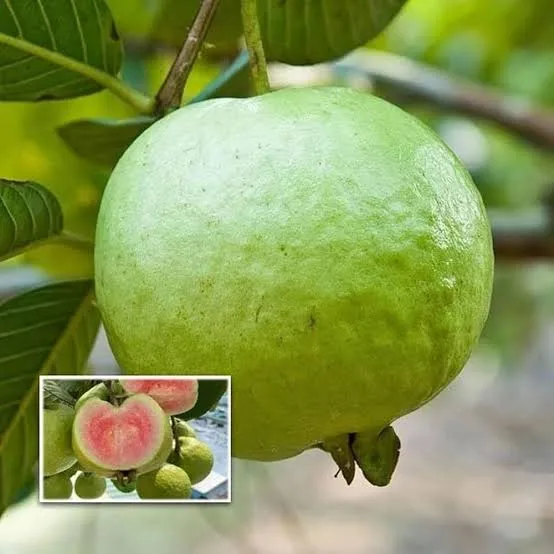 Madhuri Guava Grafted Hybrid Fruit Plant – Premium Sweet Guava Live Plant — photo 2