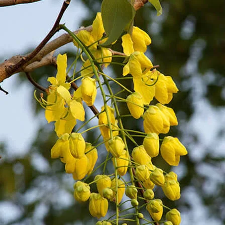 Amaltas Golden Shower Live Plant – Cassia Fistula Yellow Flowering Tree
