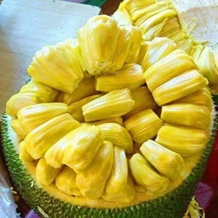 Gumless Jackfruit Grafted Hybrid Fruit Plant – Premium Low-Latex Jackfruit Live Plant