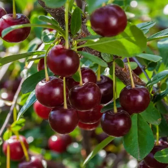Malyan Cherry Grafted & Hybrid Fruit Plant – Premium Live Plant