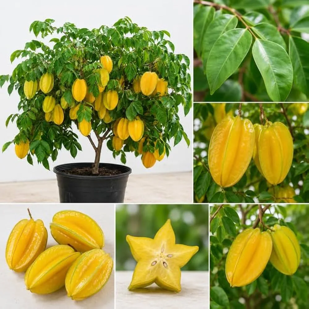 Thai Sweet Star Fruit Plant – Premium Sweet Carambola Live Fruit Plant
