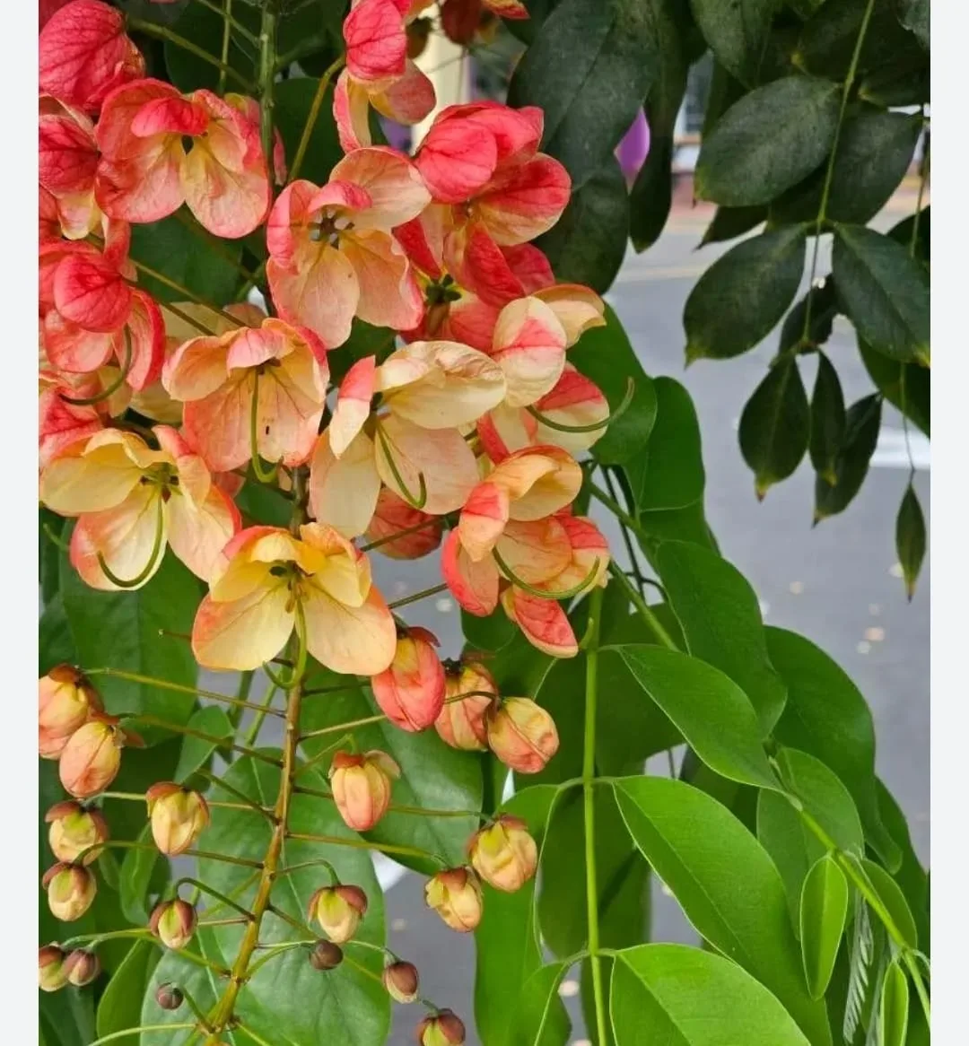 Rainbow Shower Tree Plant – Cassia × Nealiae Live Flowering Plant