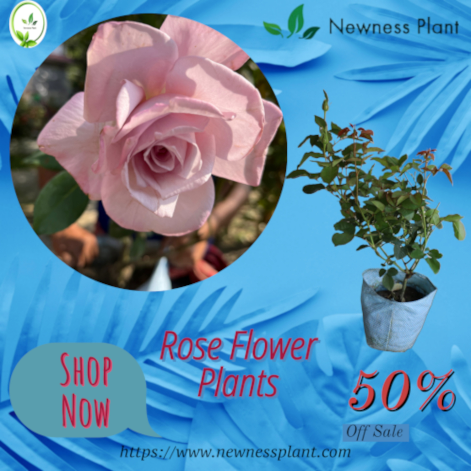 Home ALL TIME FLOWERING PLANTS Rose Flowers Plant
