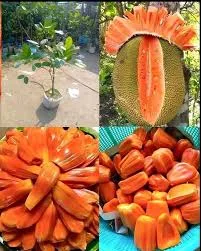 Gumless Red Jackfruit Grafted Hybrid Fruit Plant – Premium Red Flesh Low-Latex Jackfruit Plant