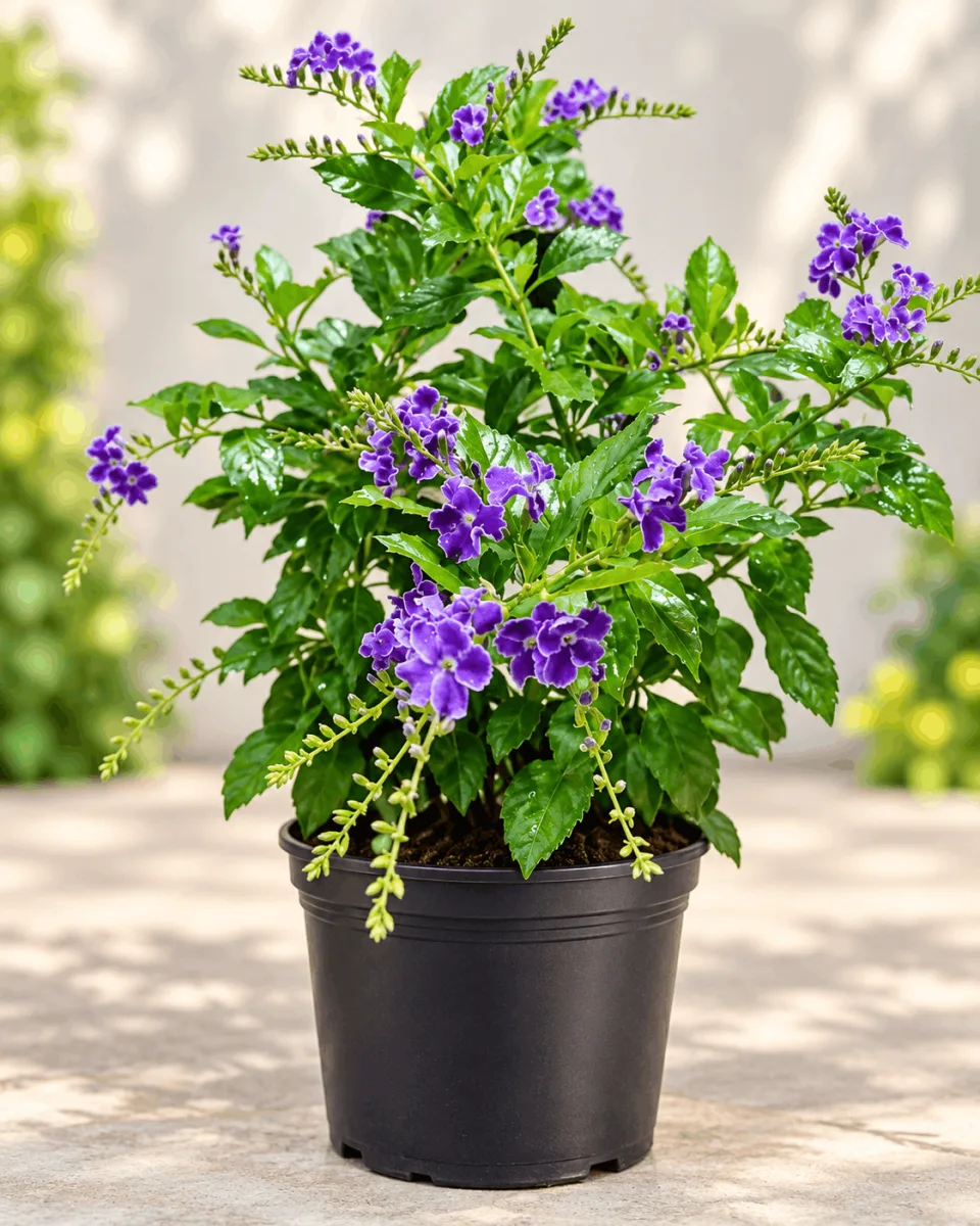 Purple Duranta Flower Plant – Duranta Erecta Live Ornamental Flowering Plant