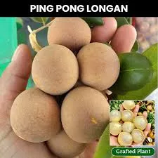 Ping Pong Longan Grafted Fruit Plant – Premium Sweet Longan Live Plant