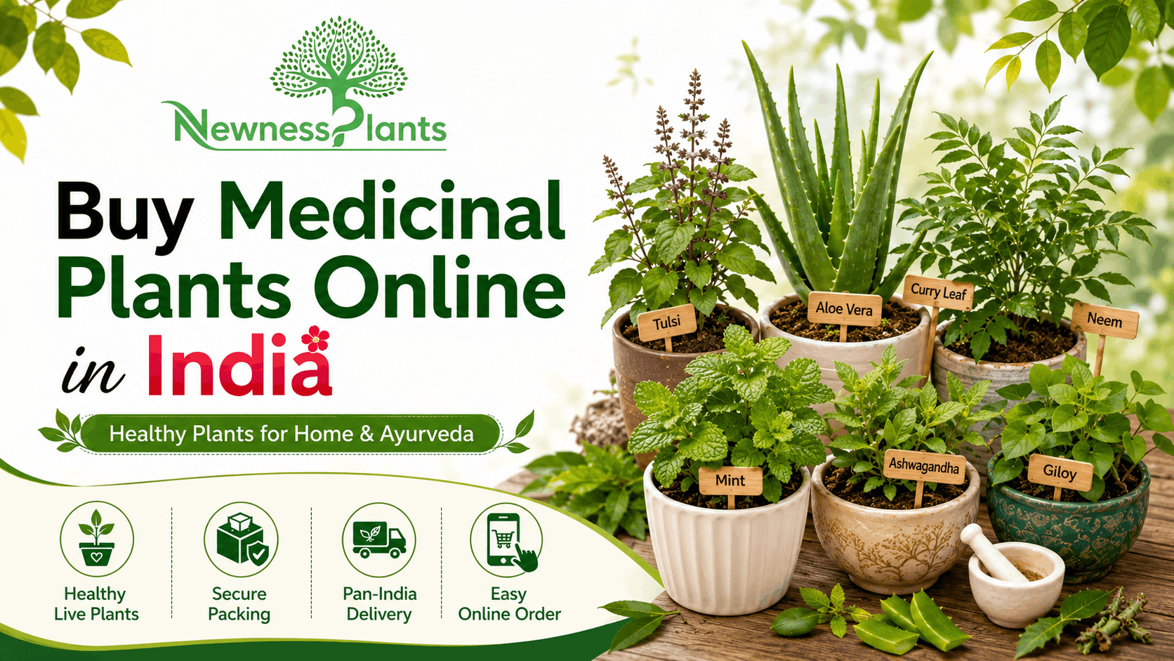 Buy Medicinal Plants Online in India from NewnessPlant
