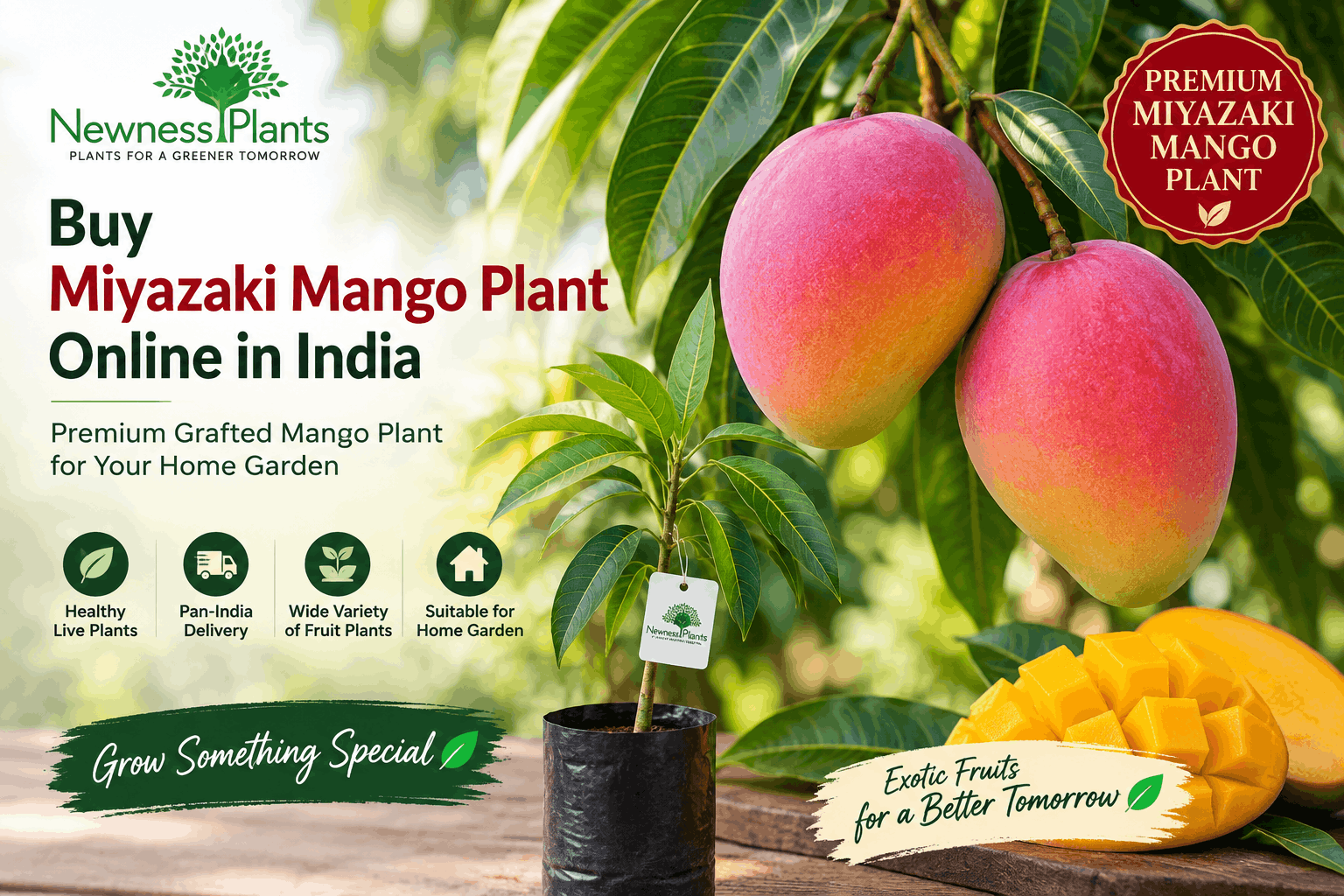 Buy Miyazaki Mango Plant Online in India from NewnessPlant
