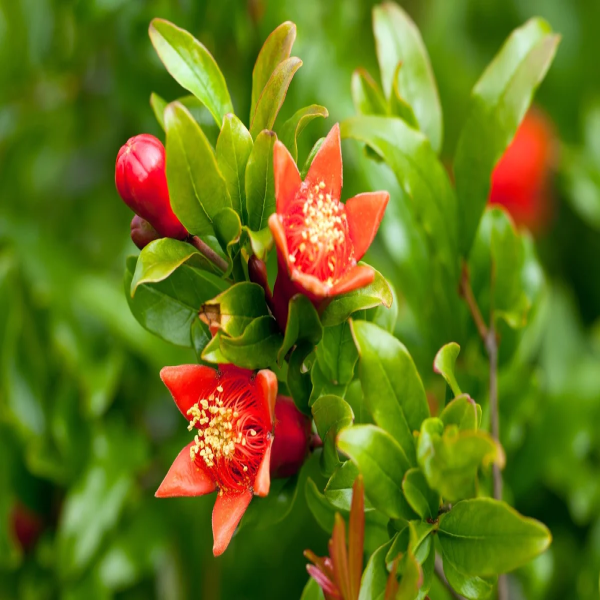 Buy Kazake Pomegranate Plants Online.