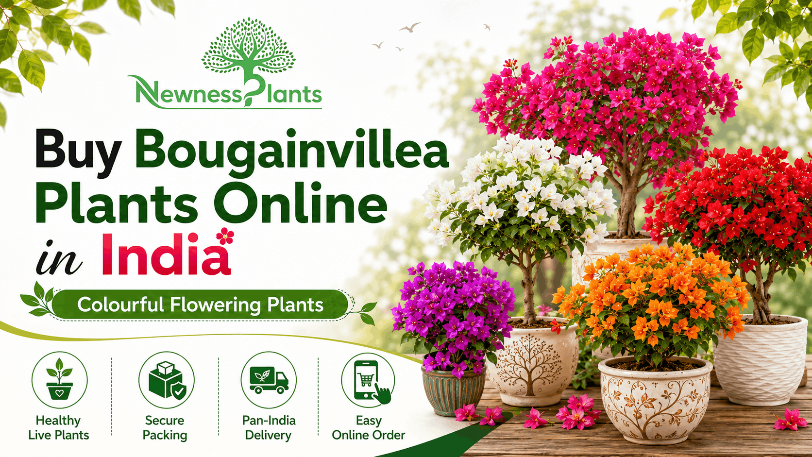Buy Bougainvillea Plants Online in India from NewnessPlant