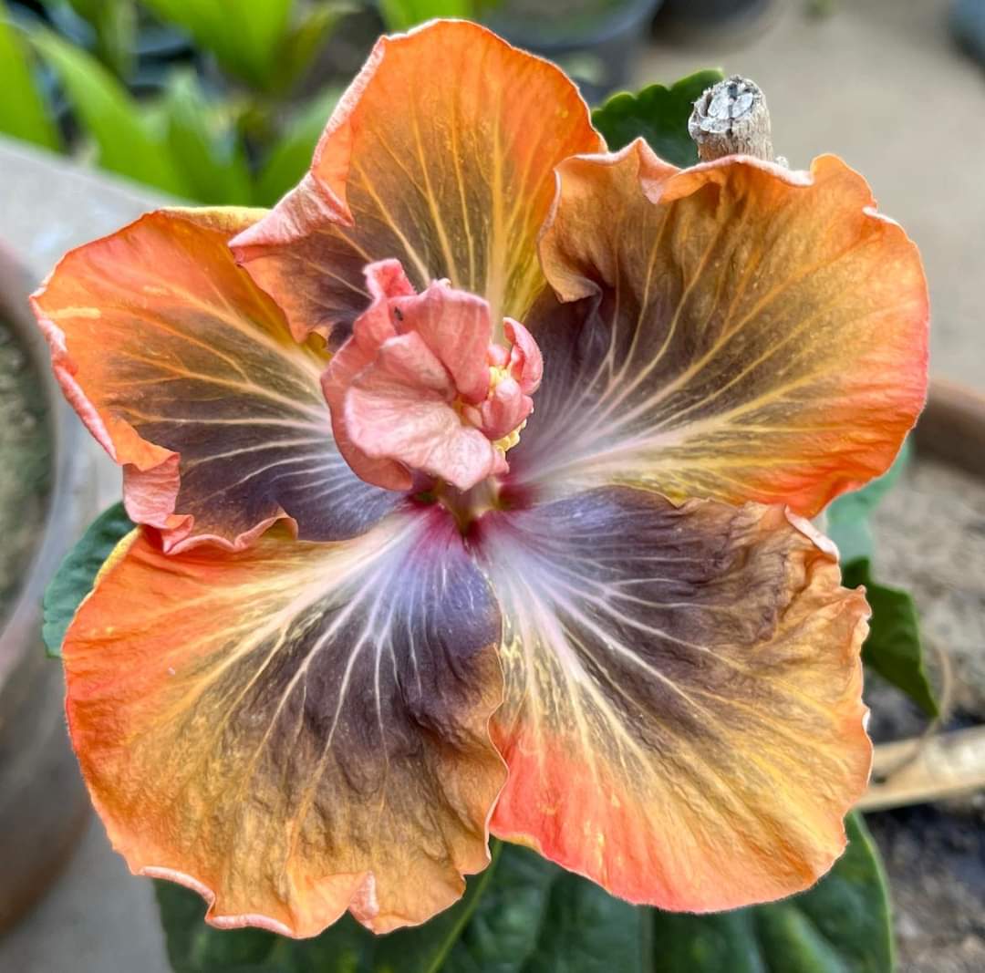 Grow Your Own Tropical Oasis With Australian Hibiscus Flower