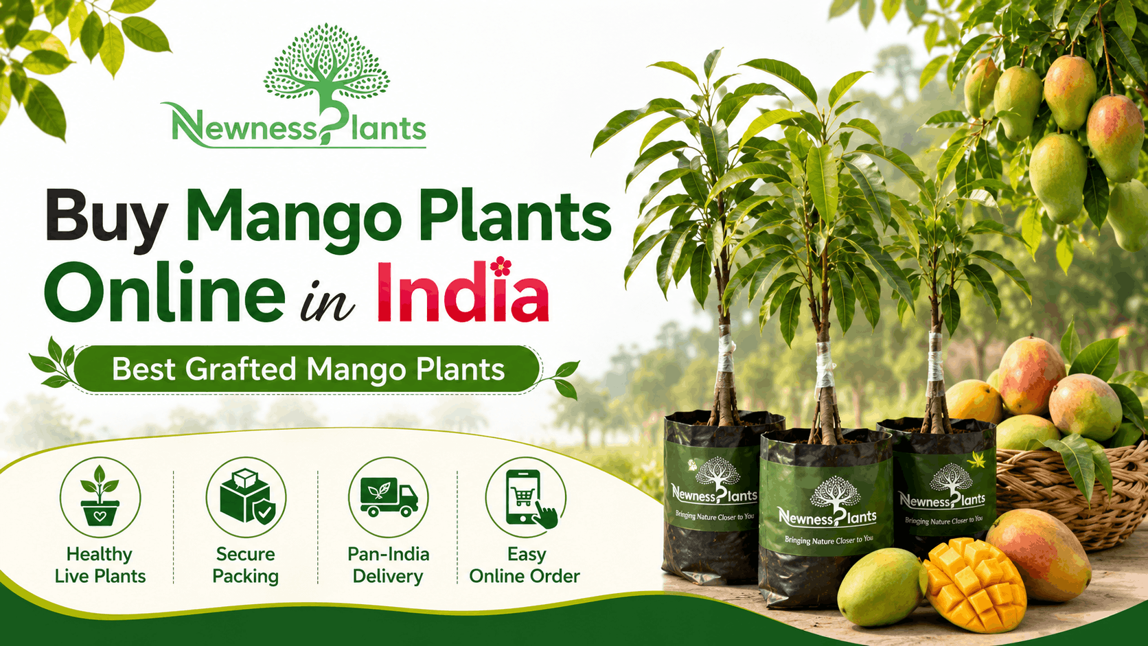 Buy Mango Plants Online in India from NewnessPlant