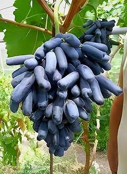 Moon Drop Grape Live Fruit Plant – Premium Sweet Black Grape Vine for Home Garden