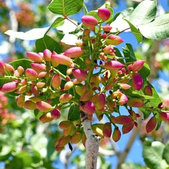 Pistachio Grafted Live Fruit Plant – Premium Pista Nut Plant