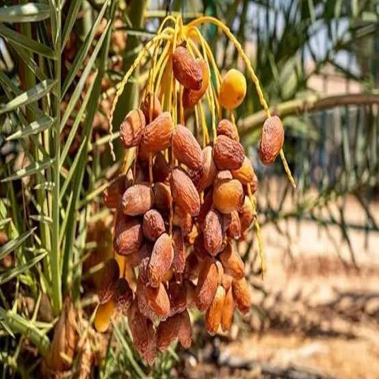 Deglet Noor Variety Date Palm Live Plant – Premium Sweet Date Fruit Plant