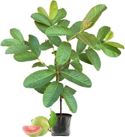 Madhuri Guava Grafted Hybrid Fruit Plant – Premium Sweet Guava Live Plant — photo 3