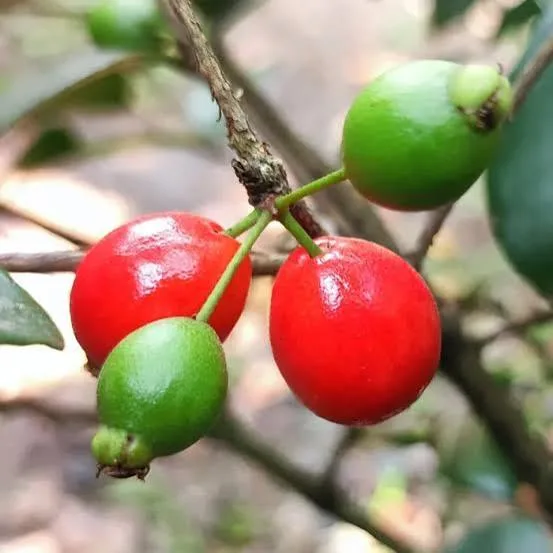 Cedar Bay Cherry Grafted Fruit Plant – Sweet Tropical Cherry Live Plant