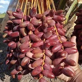 Hayani Variety Date Palm Live Plant – Premium Sweet Date Fruit Plant