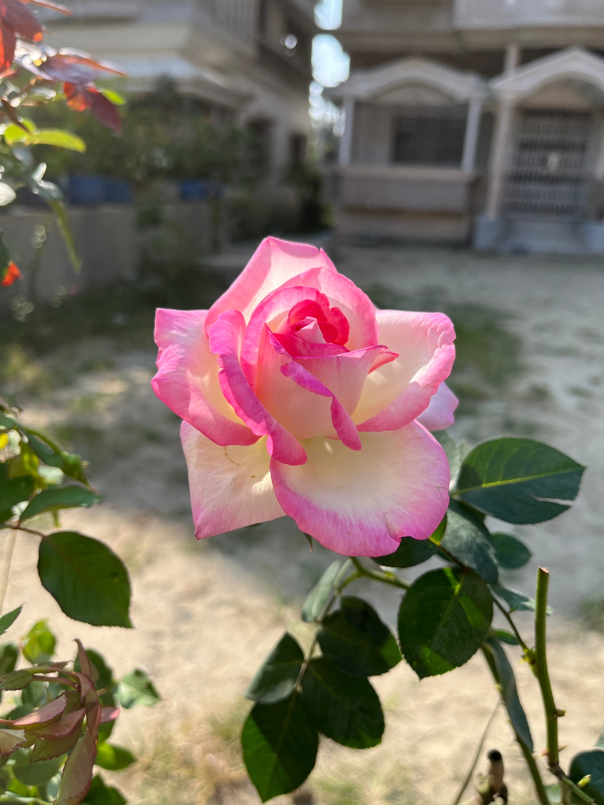 Rose Flower Plant — photo 2