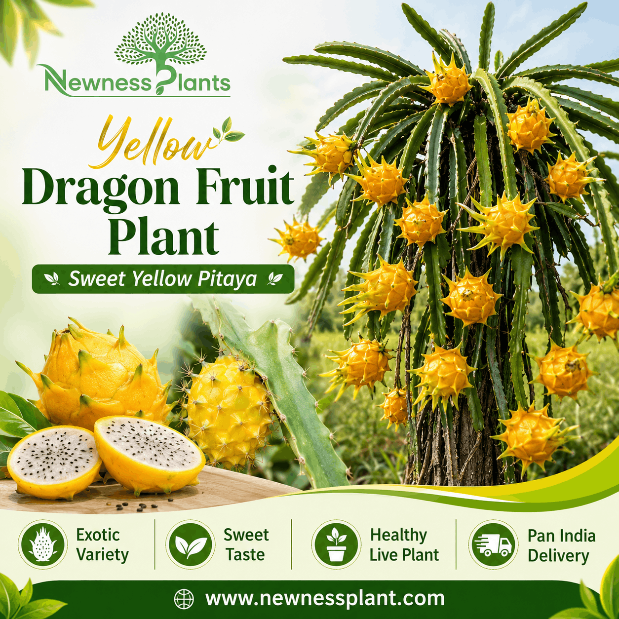 Yellow Dragon Fruit, Yellow Pitaya, Dragon Fruit Plant, Yellow Dragon Fruit Plant Online, Exotic Fruit Plants, Fruit Plants Online, Home Gardening, Terrace Gardening, NewnessPlant