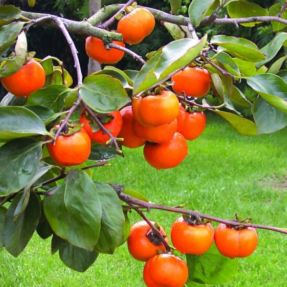 Kaki fruit – Botanical online