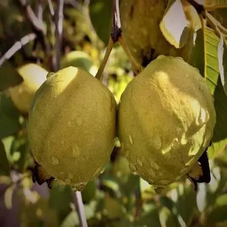 Golden 8 Guava Grafted Hybrid Fruit Plant – Premium Sweet Guava Live Plant — photo 3
