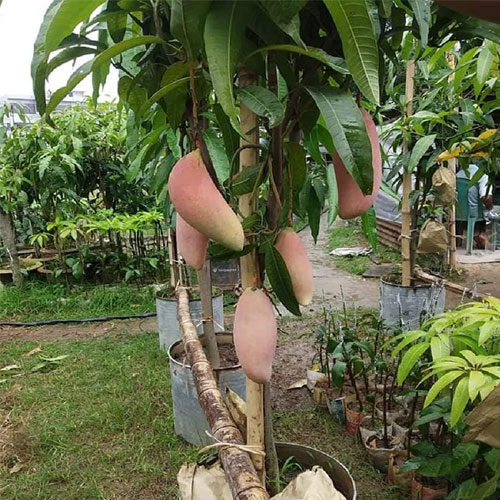 Red Ivory Mango (Grafting) fruit plant