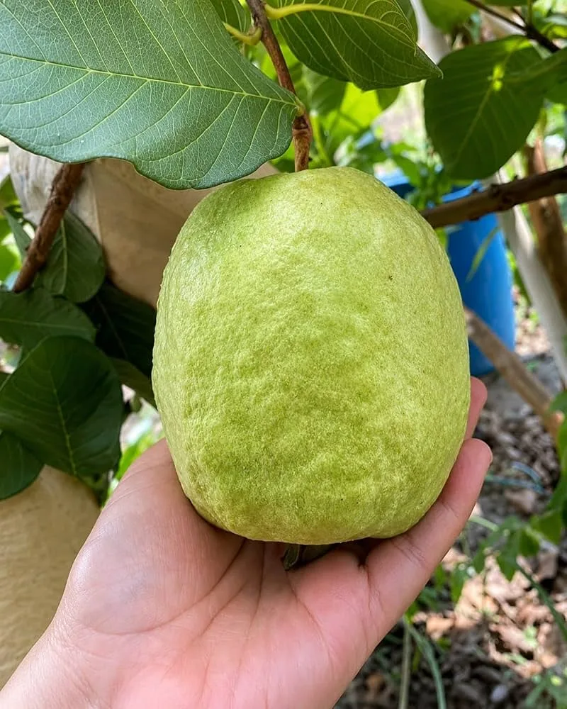 VNR Bihi Guava Grafted Fruit Plant – Premium Large Size Sweet Guava Live Plant