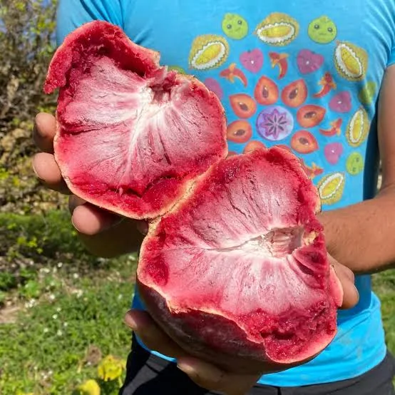 Miami Red Custard Apple Grafted Fruit Plant – Rare Exotic Annona Live Plant