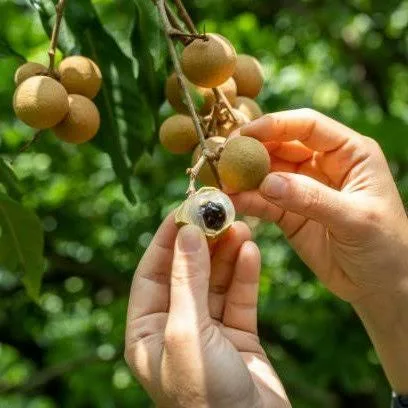 Tropical Longan Grafted Fruit Plant – Premium Sweet Longan Live Plant
