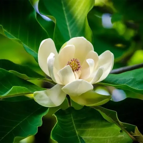 Magnolia Soulangeana White Flower Plant – Exotic Fragrant Magnolia Live Plant
