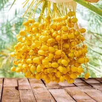Barhi Variety Date Palm Live Plant – Premium Sweet Date Fruit Plant